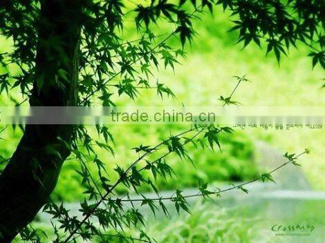 Front Printing Backlit Film