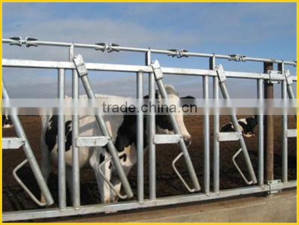 KLN dairy farm head-lock for cow