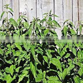 hot Chinese herb dry hamdard medicines xun ma zi urtica dioica