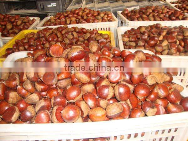 fresh chestnut