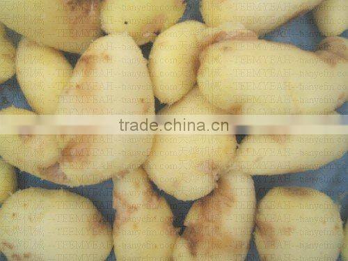 TY-1000A High quality potato washing machine (Video) Manufactory