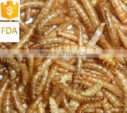 Dried Mealworm for Backyard Chicken with good price