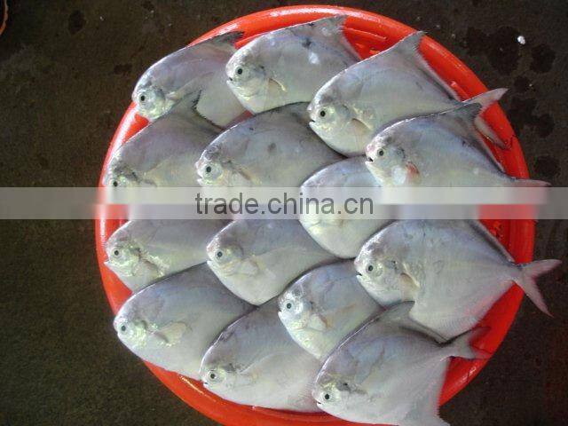 frozen Chinese pomfret