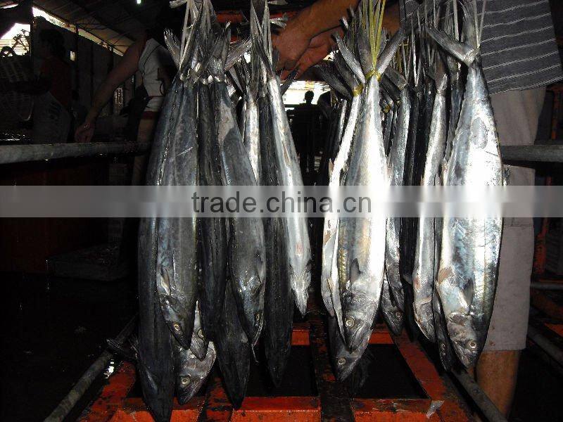 Frozen Spanish Mackerel whole round