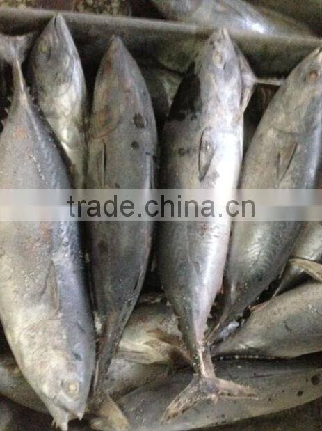 Frozen Bonito Tuna Fish