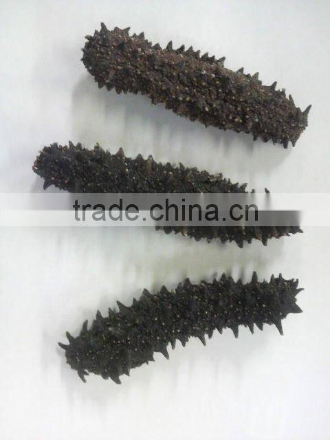 sea cucumber from hokkaido japan