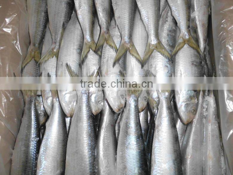 High quality long duration time frozen indian oil sardine of China
