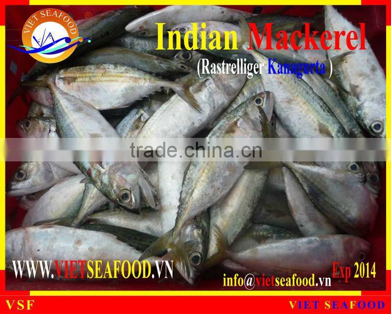 FROZEN W/R INDIAN MACKEREL