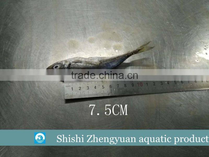 Fresh frozen HGT horse mackerl 6-8cm loose package