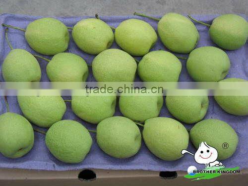 fresh shandong pear price