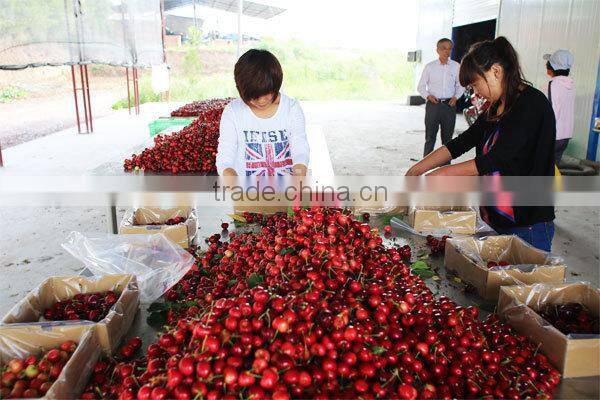 import china products fresh cherry high quality bagged