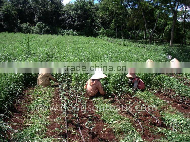 Good quality oolong tea - High grade Vietnam oolong tea