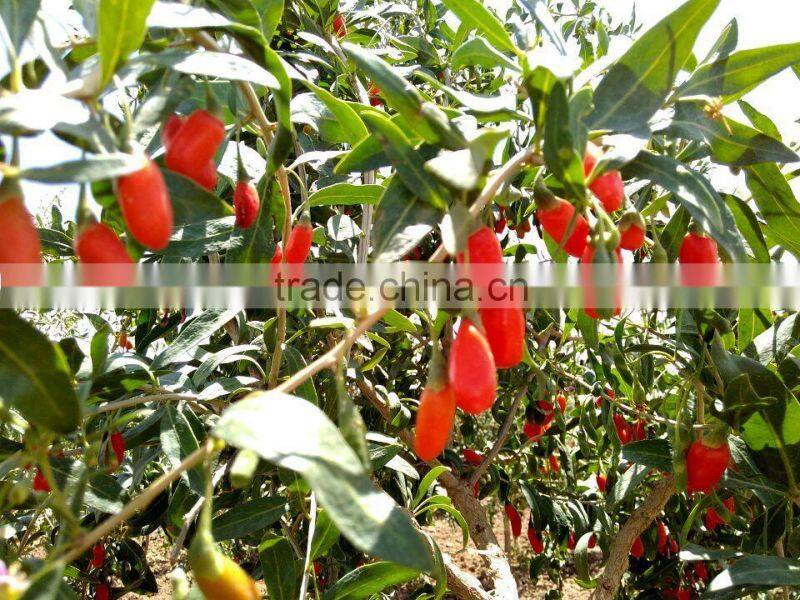 Goji Berry (Lycium Barbarum)