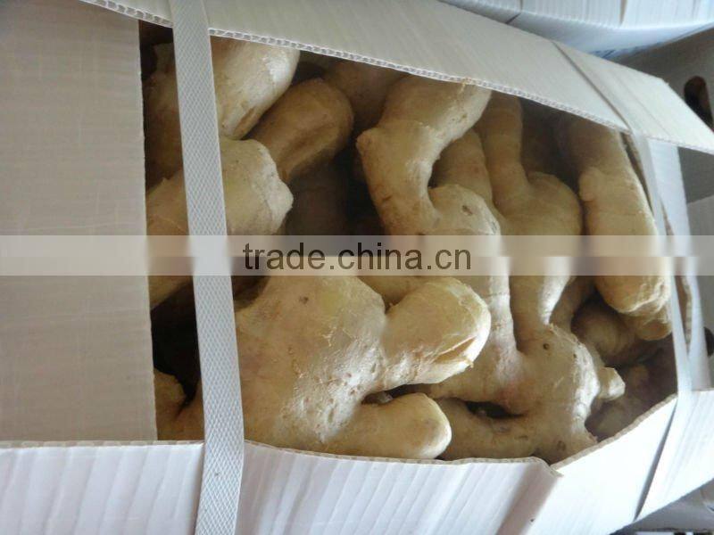 All year round fresh ginger