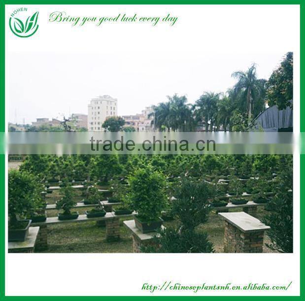 Indoor Plants Ficus Evergreen Bonsai