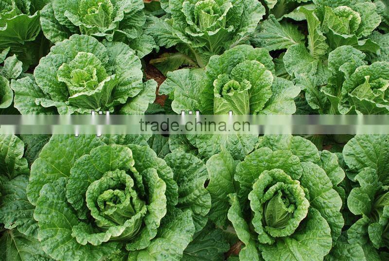 Agriculture liquid fertilizer Chitosan foliar fertilizer