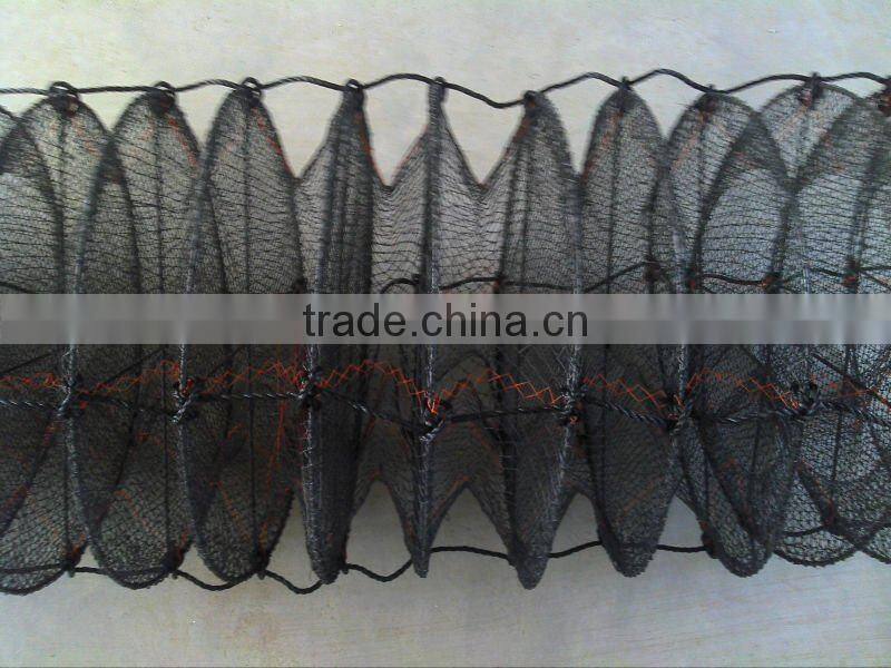 scallop aquaculture