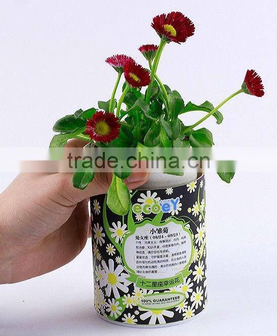 Fashion Twelve constellations lucky flower potted plant -forget-me-not