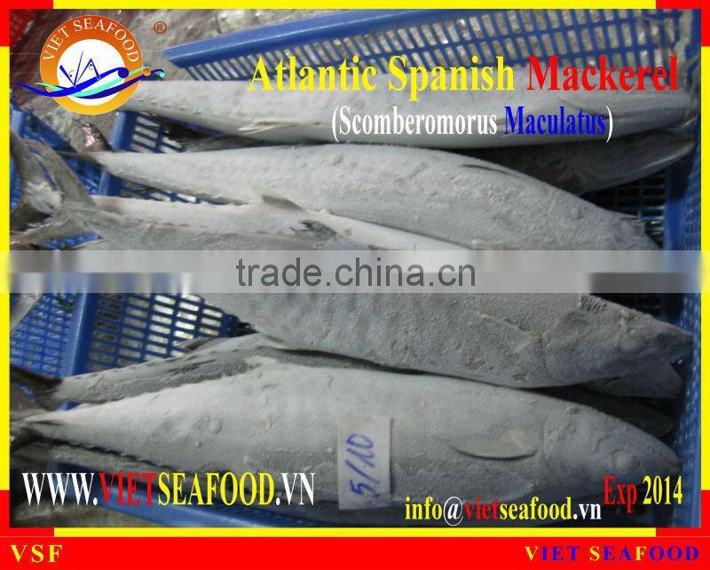 FROZEN ATLANTIC SPANISH MACKEREL W/R