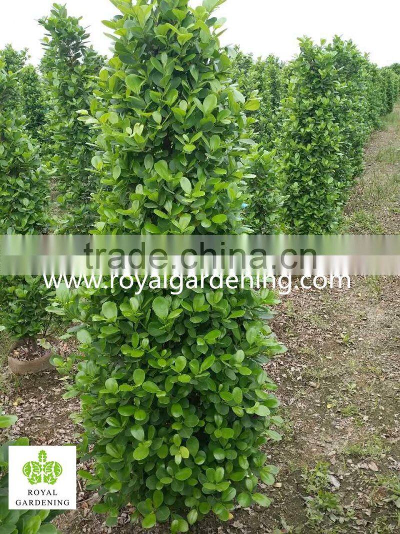 Ficus panda christmas tree ( cone shape)