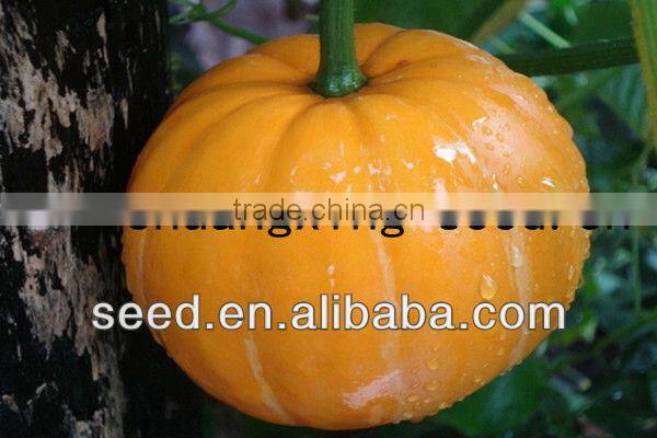 Yellow Sun chinese yellow skin high yield pumpkin seeds
