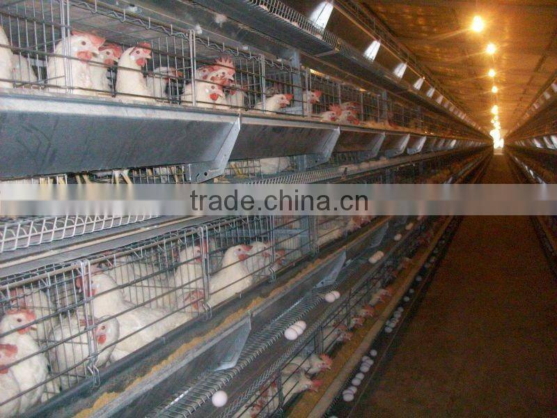 Hot Selling H Type Automatic Poultry Farm Layer Cage In Algeria
