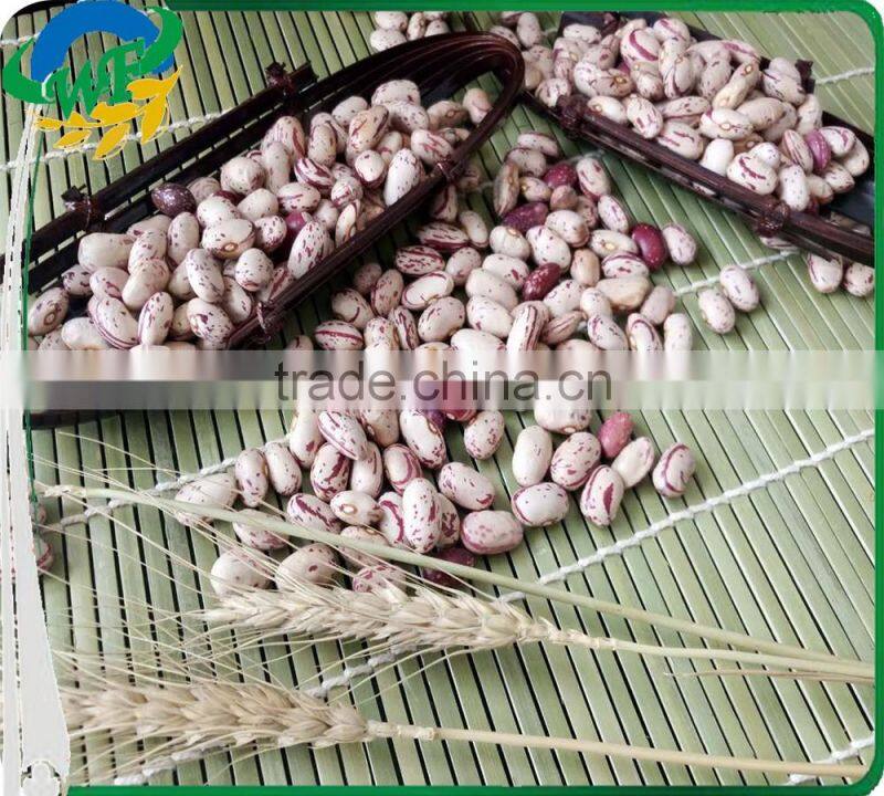 Chinese Big size Light Speckled Kidney beans American Round