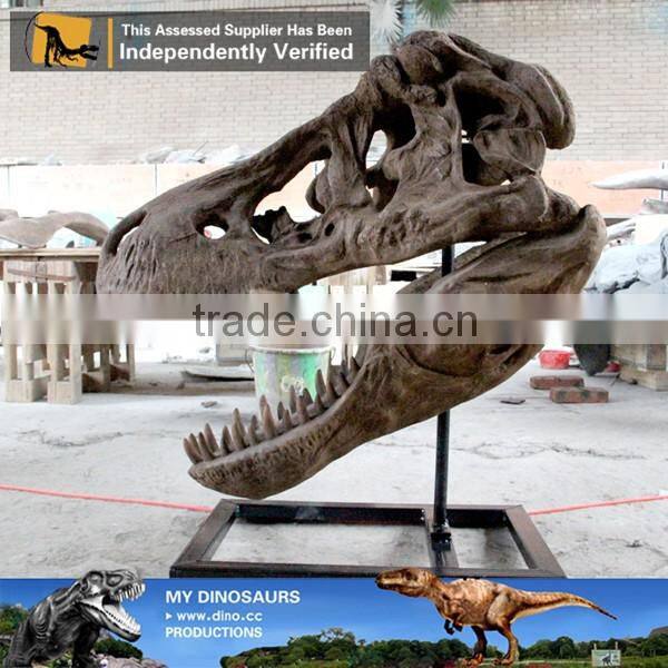 MY Dino-C086 Museum t rex dinosaur head skeleton