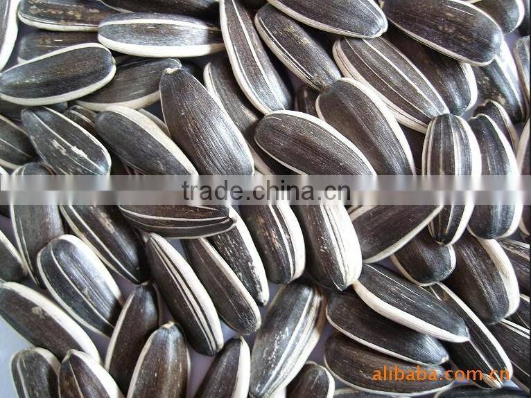 Sunflower Seeds of high quality