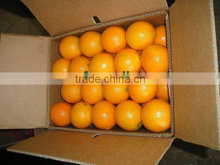 VALENCIA FRESH ORANGE FROM EGYPT