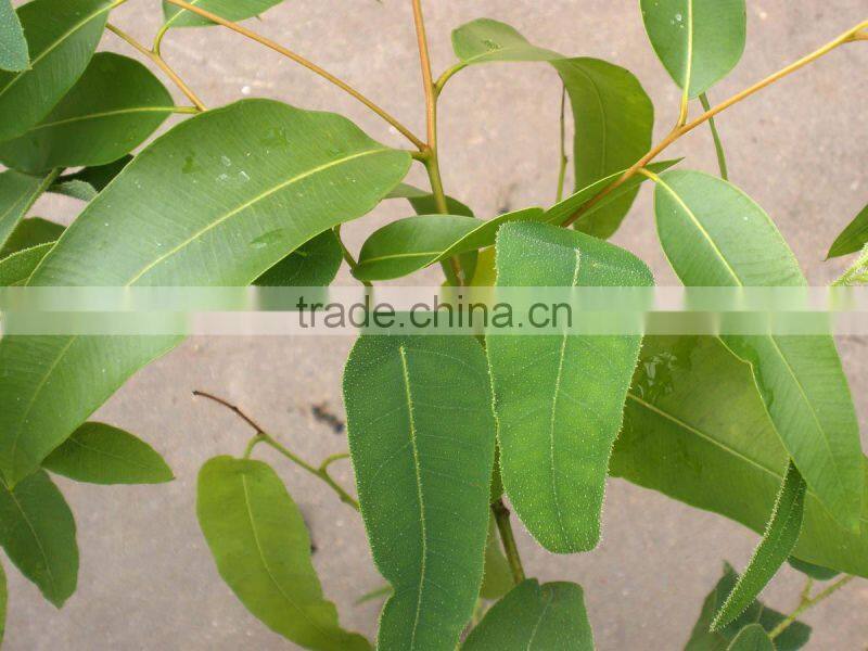 Eucalyptus Essential Oil / Eucalyptus Oil