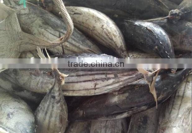 Frozen Skipjack Tuna Whole Round