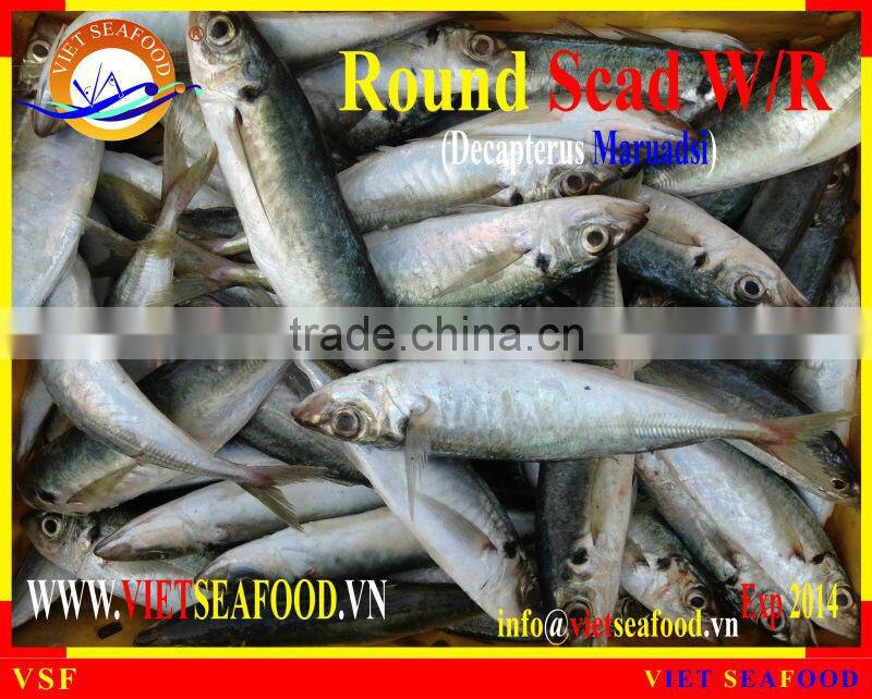 FROZEN ROUND SCAD WHOLE ROUND