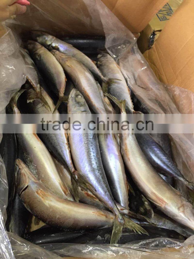 2016 landing sea frozen mackerel 300-500g