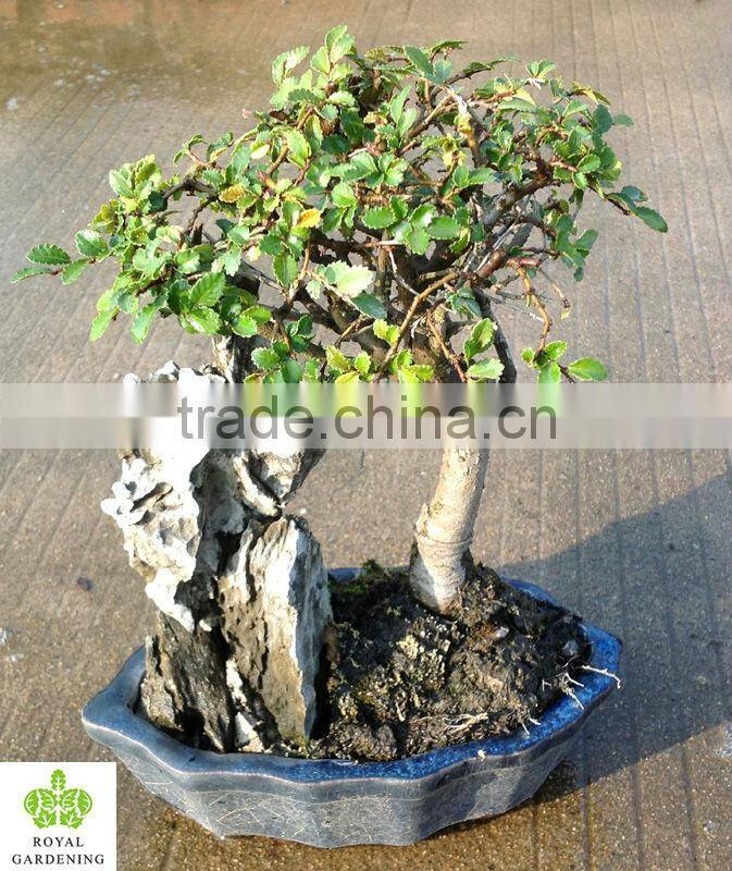 Ulmus ( Chinese Elm) bosnai with stone