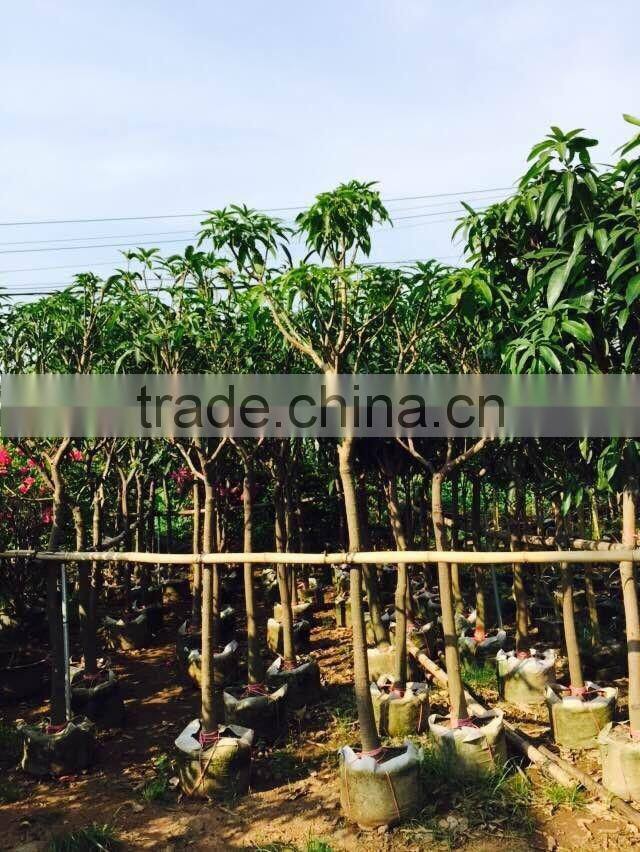 Mangifera indica tropical plants dia 5-10cm