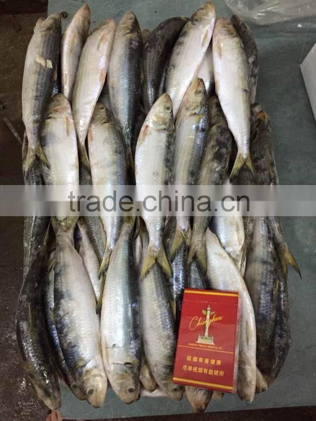 2015 frozen sardine wr for fishing bait 90-120pcs/ctn