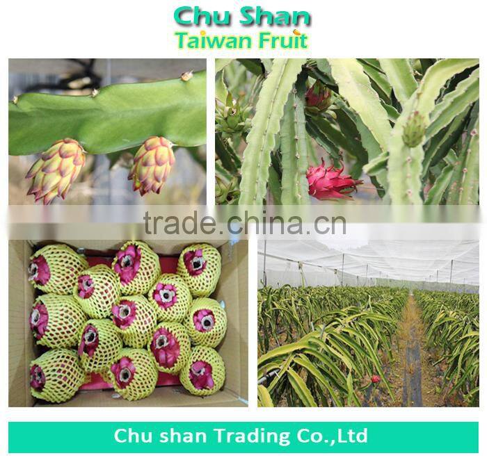 Taiwan Fresh red dragon fruit for sale