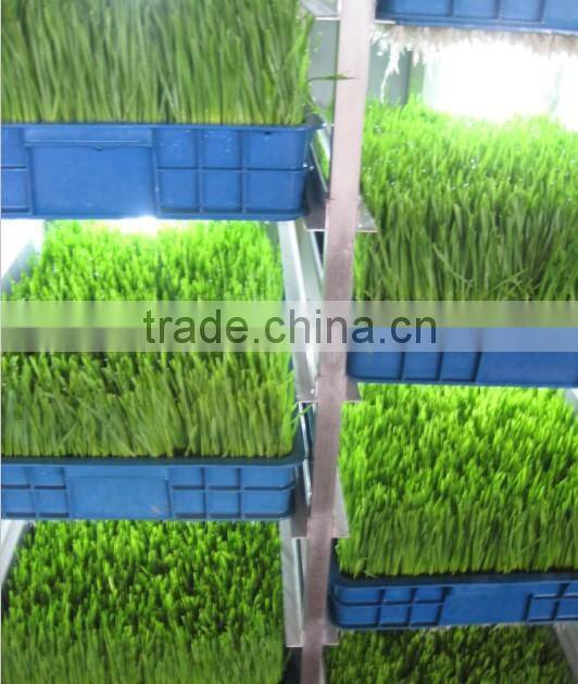 Little investment big profit bean sprout making machine for sale