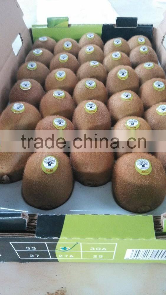 High Quality Fresh Kiwi