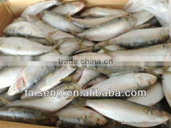 Frozen Canned Sardines Fish