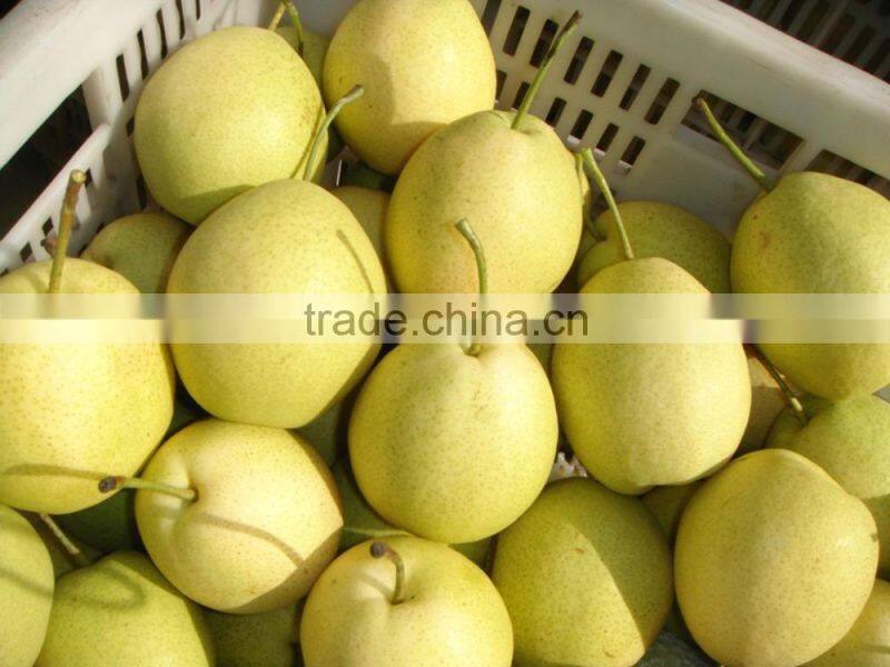 2015 new crop fresh pears bulk purchase