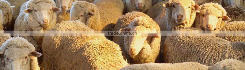 factory selling sheep wool processing washing dry carding machine