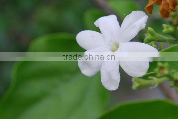 Solvent Extraction Oil Equipment