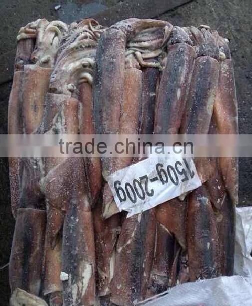 Frozen Illex Squid