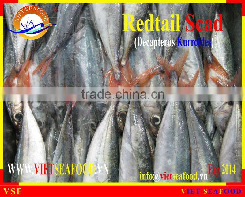 WHOLE FROZEN REDTAIL SCAD