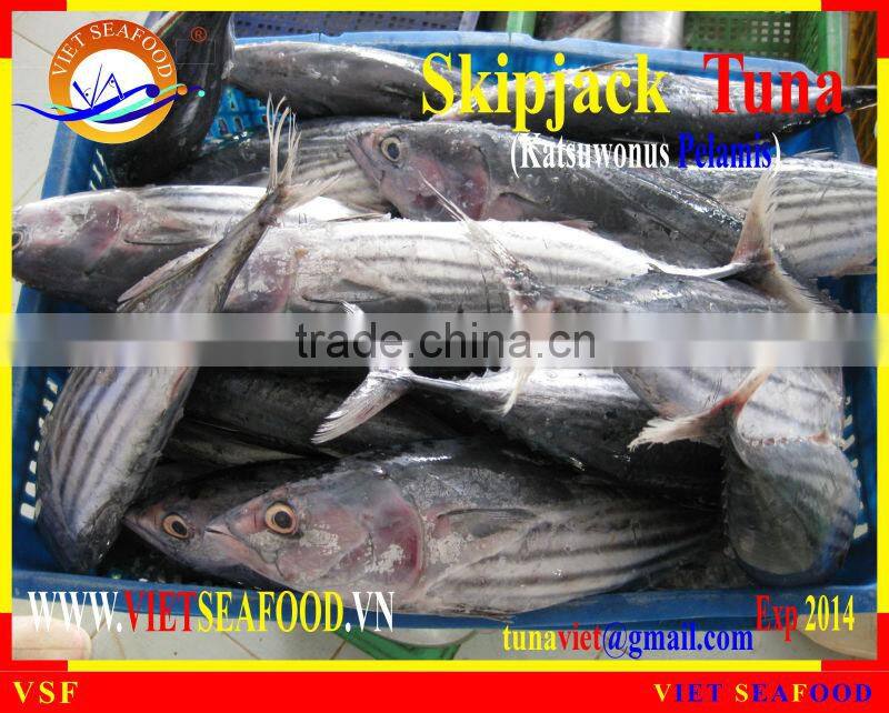 W/R FROZEN SKIPJACK TUNA