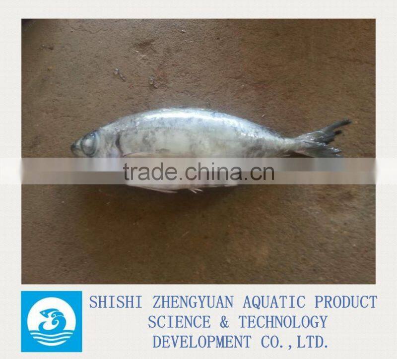 300-50g 200-400g Frozen Horse Mackerel Fish