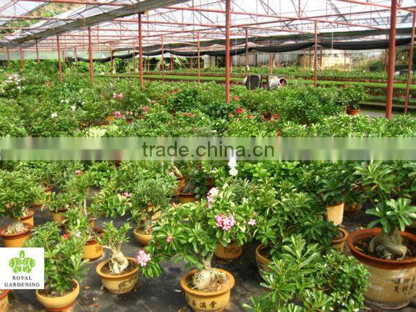 Adenium obesum grafted