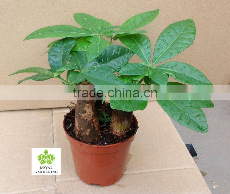 Pachira aquatica 3 pcs in one pot